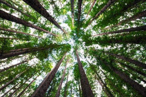 Gli alberi, preziosi alleati per il benessere del pianeta